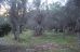 Terreno olivar en Fornalutx